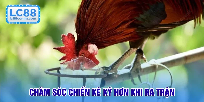 Cách Nuôi Gà Đá Cho Sư Kê | Tổng Hợp Phương Pháp Hay Nhất