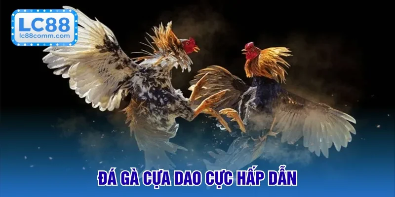 Đá Gà Cựa Dao - Cuộc Đấu Kịch Tính Từ Đấu Trường Lớn