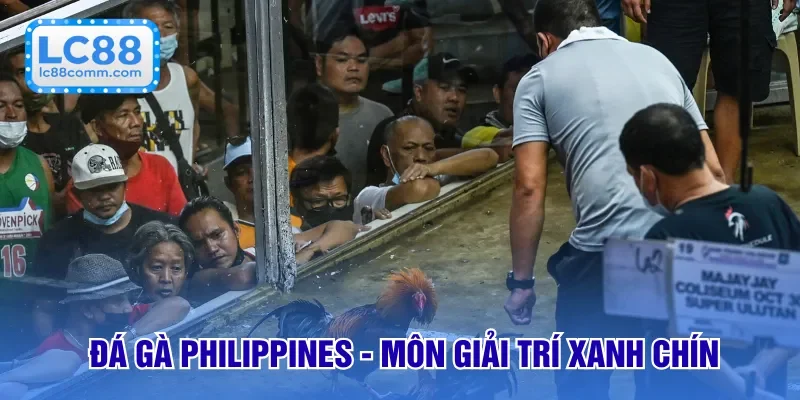Đá Gà Philippines - Nơi Mang Đến Những Cảm Xúc Giá Trị