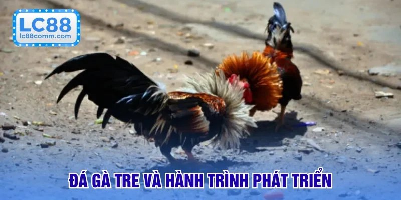 Đá Gà Tre - Cuộc Đối Đầu Nảy Lửa, Cá Cược Chuyên Nghiệp