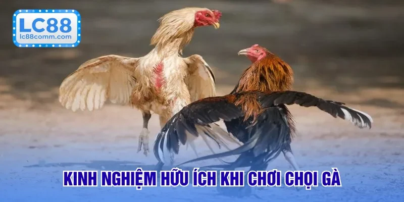 Đá Gà Cựa Dao - Cuộc Đấu Kịch Tính Từ Đấu Trường Lớn