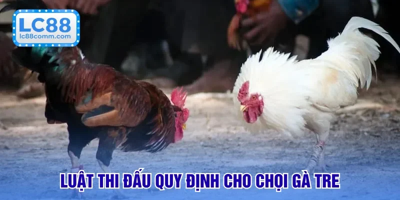 Đá Gà Tre - Cuộc Đối Đầu Nảy Lửa, Cá Cược Chuyên Nghiệp