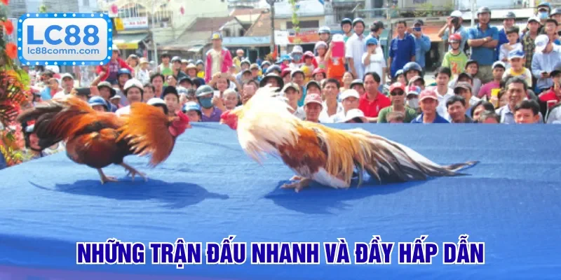Đá Gà Tre - Cuộc Đối Đầu Nảy Lửa, Cá Cược Chuyên Nghiệp