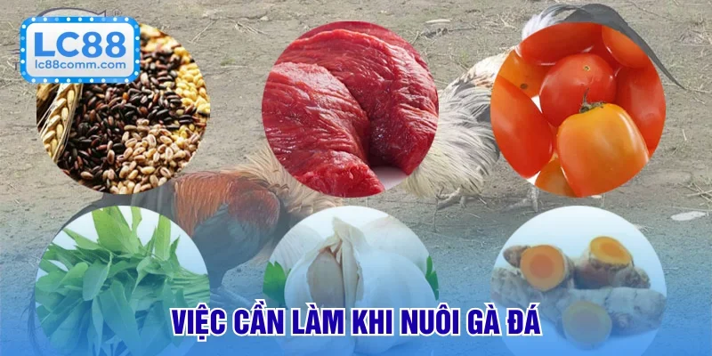 Cách Nuôi Gà Đá Cho Sư Kê | Tổng Hợp Phương Pháp Hay Nhất