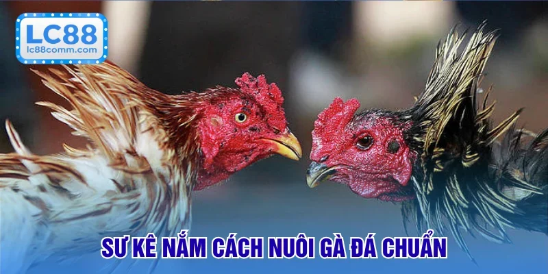 Cách Nuôi Gà Đá Cho Sư Kê | Tổng Hợp Phương Pháp Hay Nhất