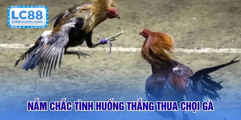 Đá Gà Cựa Dao - Cuộc Đấu Kịch Tính Từ Đấu Trường Lớn