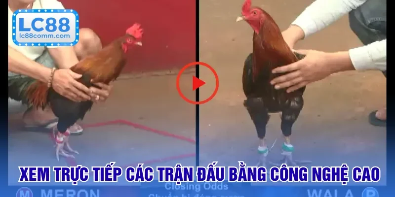 Đá Gà Philippines - Nơi Mang Đến Những Cảm Xúc Giá Trị